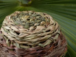 Bol d'essai en palmier nain © LVS2