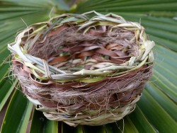 Bol d'essai en palmier nain © LVS2