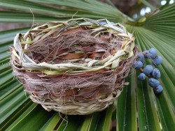 Bol d'essai en palmier nain © LVS2