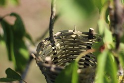 Mini cageole du Comminges  © LVS2