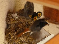 Charmille et famille rouge-queue © LVS2