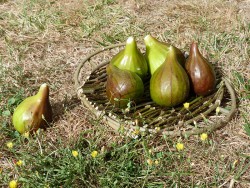 Charmille et famille rouge-queue © LVS2