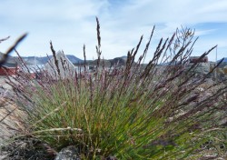 Festuca Brachyphylla © LVS2