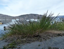 Festuca Brachyphylla © LVS2