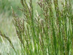 Festuca Brachyphylla © LVS2