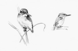 martin-pêcheur © LVS2