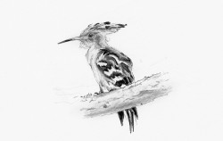 huppe de Madagascar © LVS2