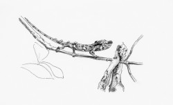 petit caméléon © LVS2