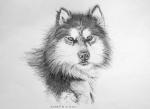 Portrait de malamute © LVS2