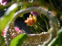 Mini panier gondole en chèvrefeuille des haies © LVS2