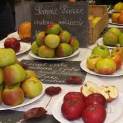 pommes anciennes © LVS2