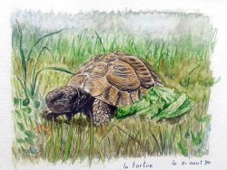 Tortue au bord du chemin © LVS2