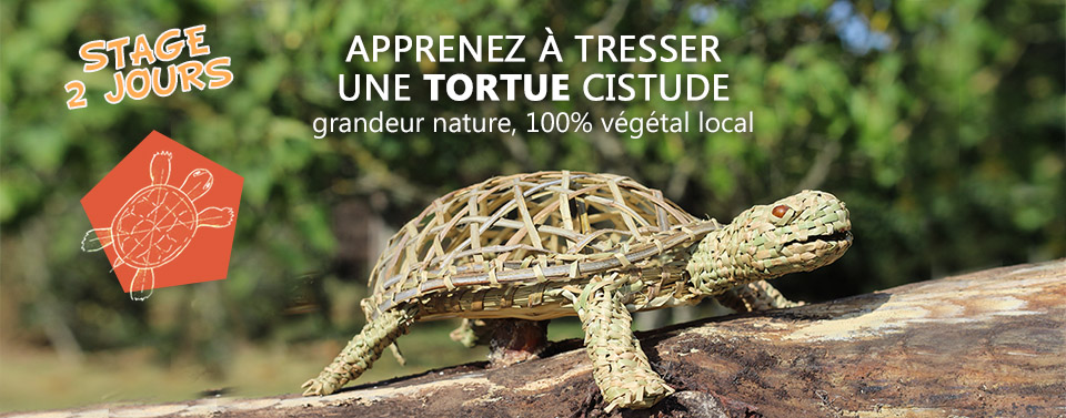 stage tresser une tortue © LVS2