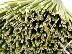 Paleine cueillie verte